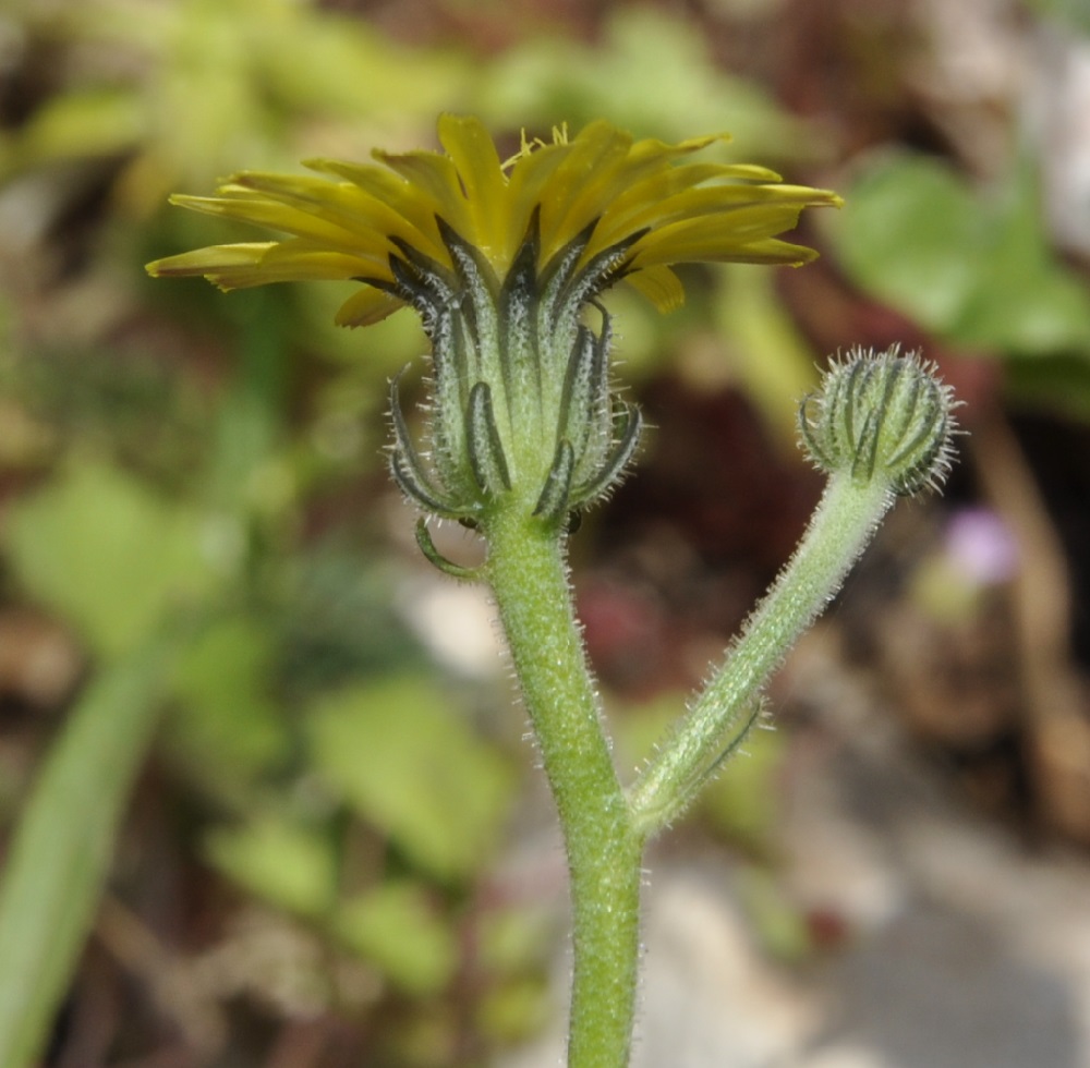 Image of Picris pauciflora specimen.