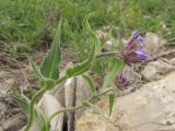 Hesperis pseudocinerea. Верхушка расцветающего растения. Краснодарский край, м/о г. Новороссийск, гора Большой Маркотх. 27.04.2014.