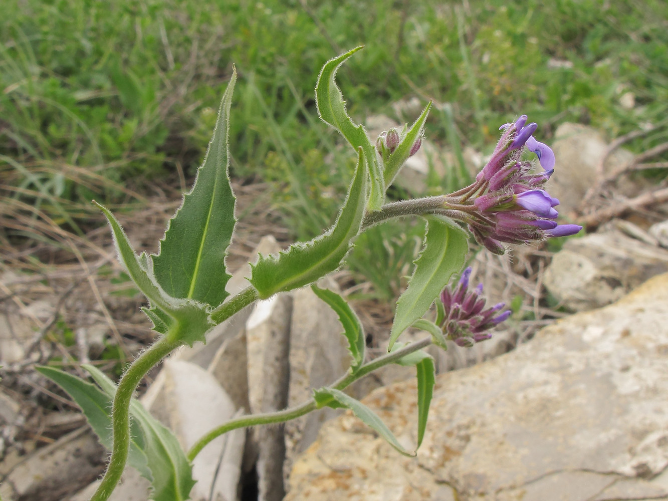 Изображение особи Hesperis pseudocinerea.