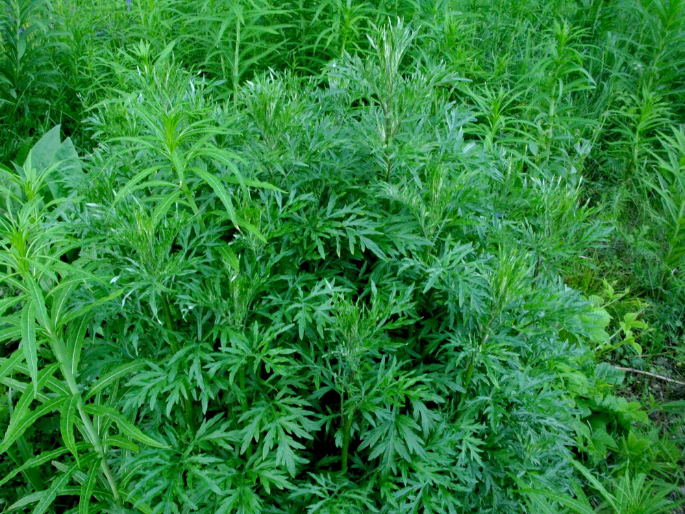 Изображение особи Artemisia vulgaris.