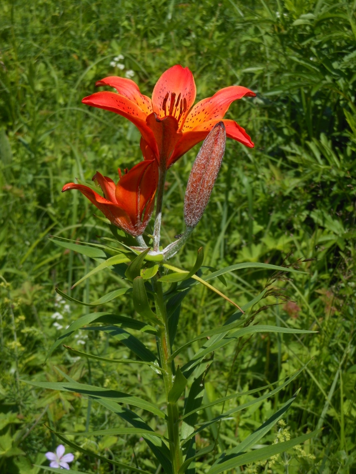 Image of Lilium pensylvanicum specimen.