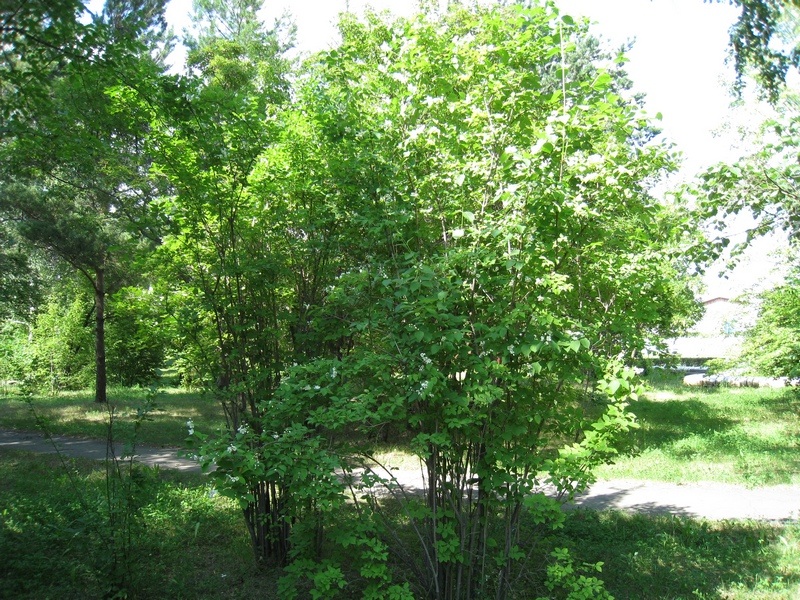 Image of Philadelphus pubescens specimen.