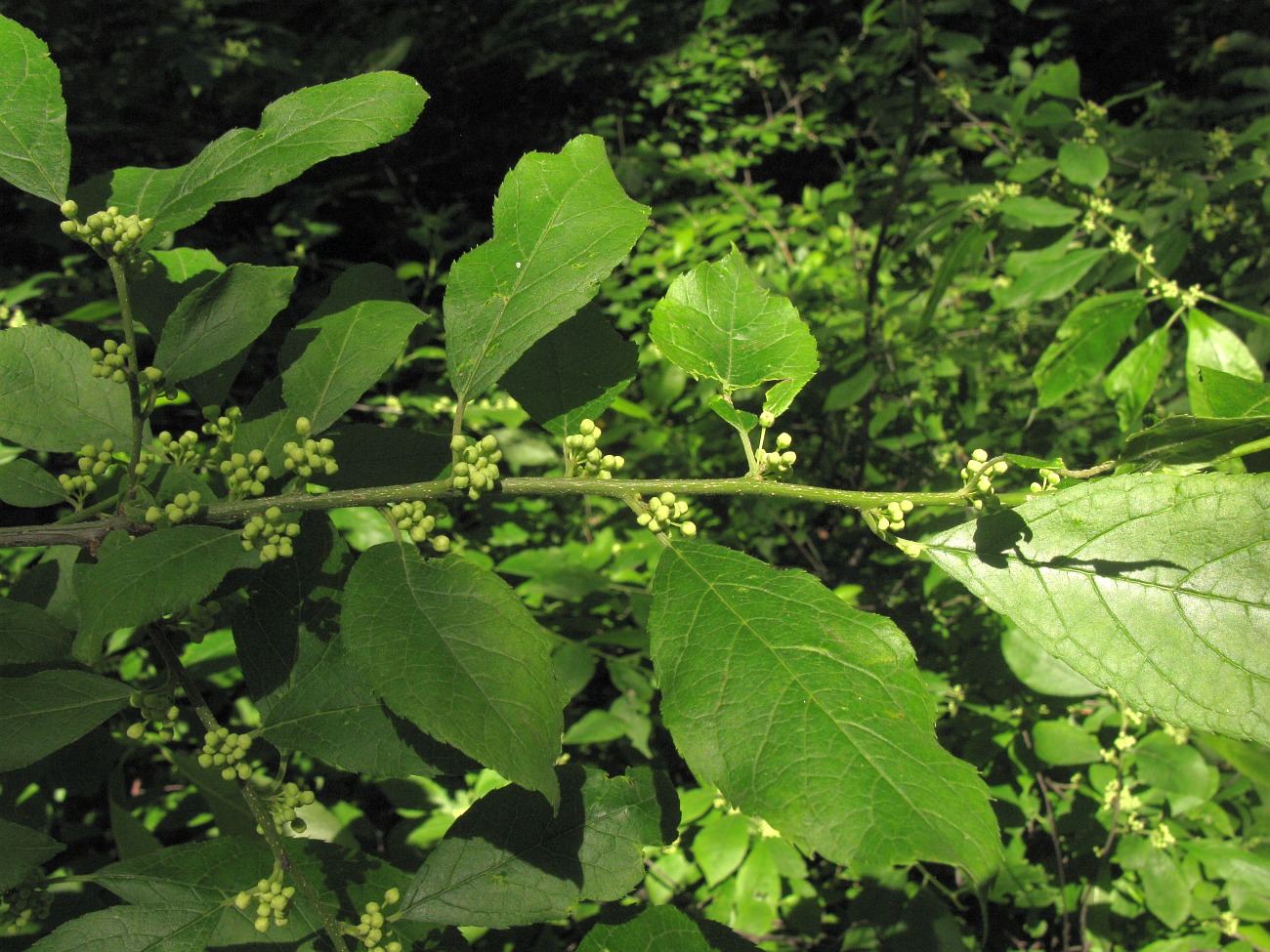 Image of Ilex verticillata specimen.