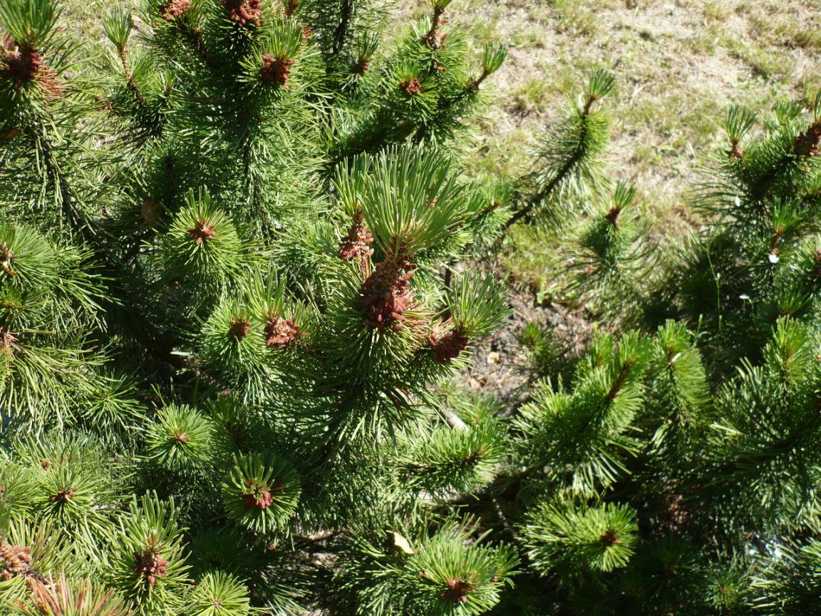 Изображение особи Pinus mugo.