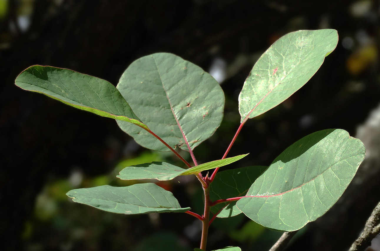 Image of Cotinus coggygria specimen.