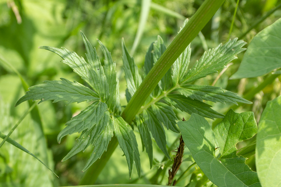 Image of Valeriana rossica specimen.