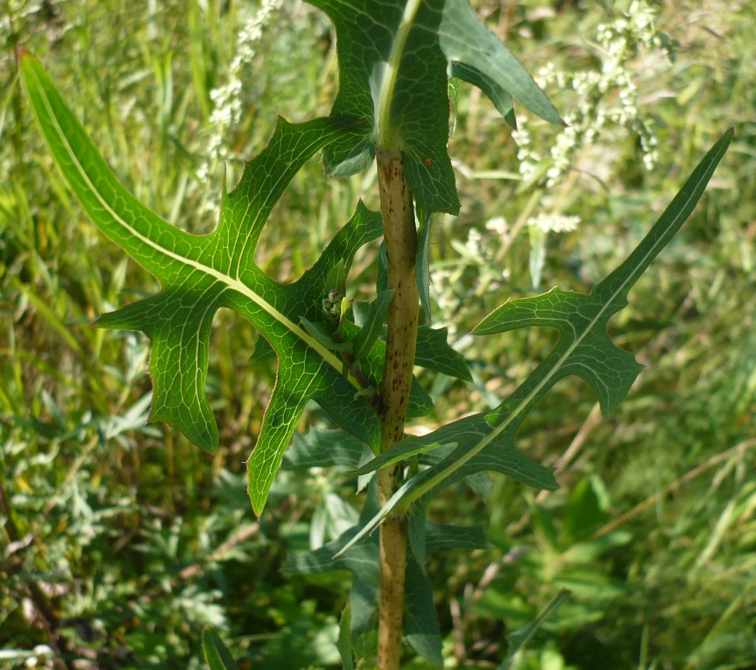 Изображение особи Lactuca serriola.