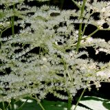 Rodgersia podophylla