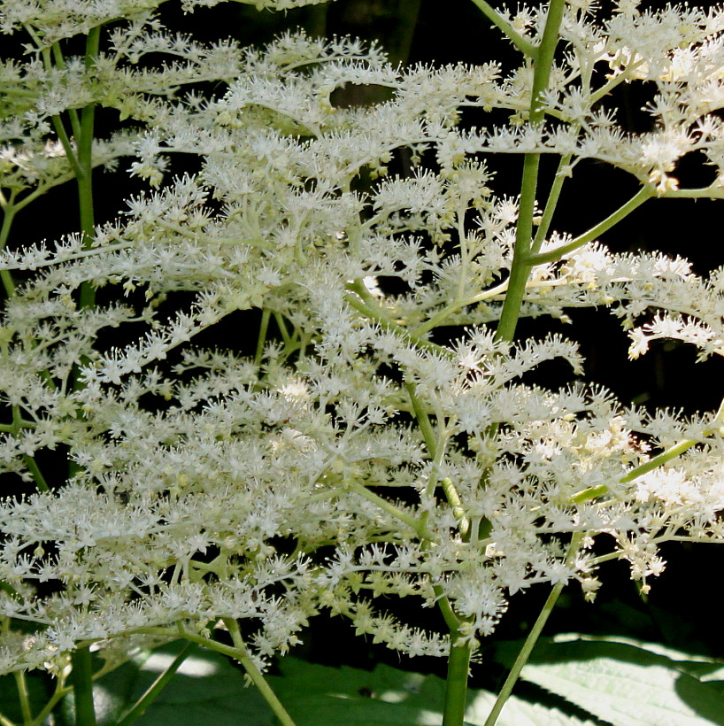 Изображение особи Rodgersia podophylla.