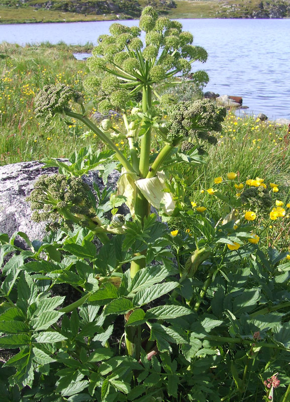 Изображение особи Archangelica officinalis.