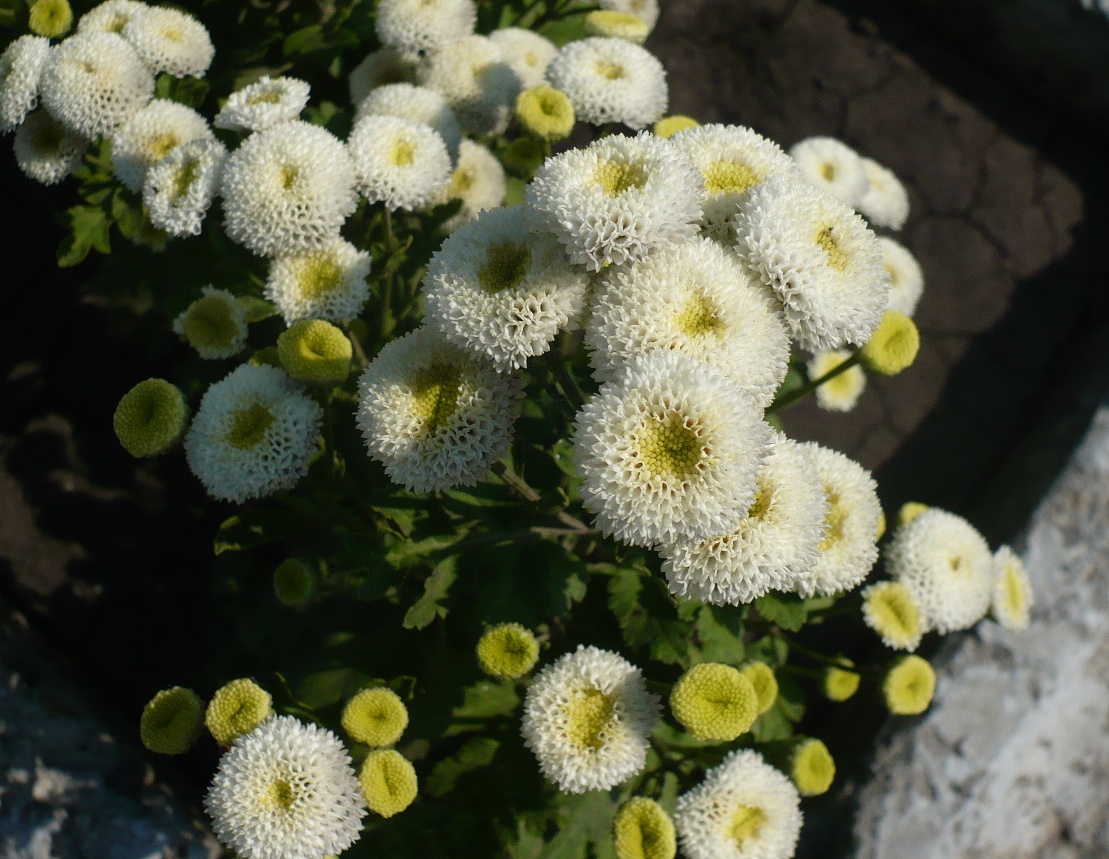 Изображение особи Pyrethrum parthenium.