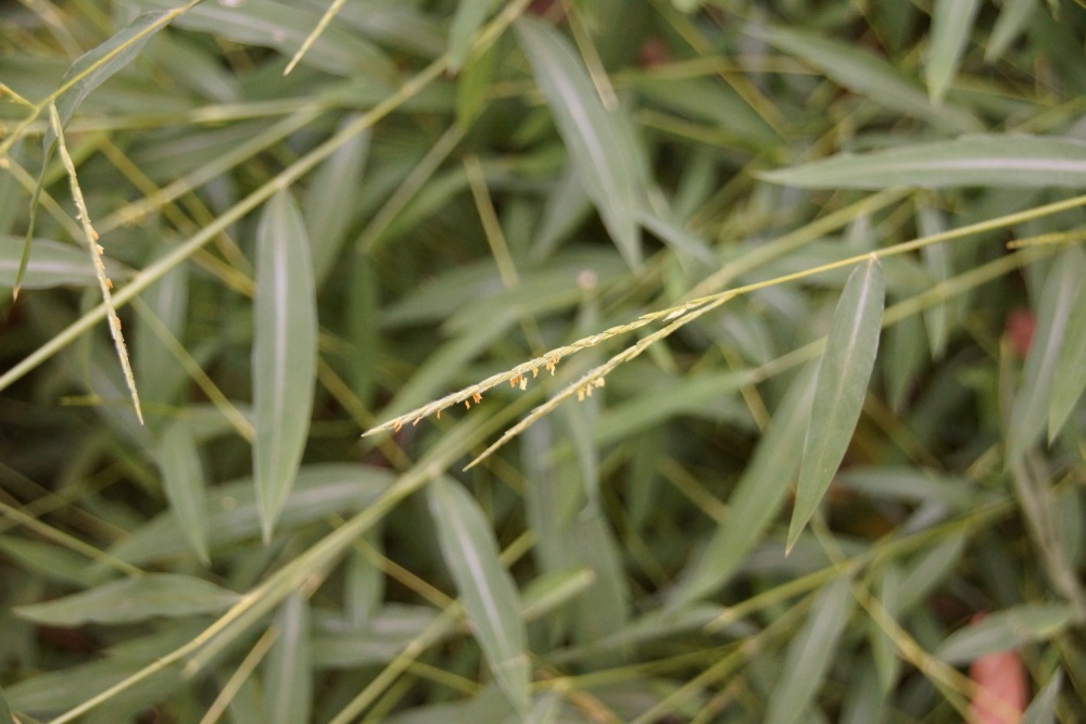 Image of genus Microstegium specimen.