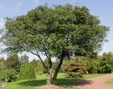 Fraxinus ornus. Взрослое двухствольное растение. Германия, г. Дюссельдорф, Ботанический сад университета. 05.09.2014.