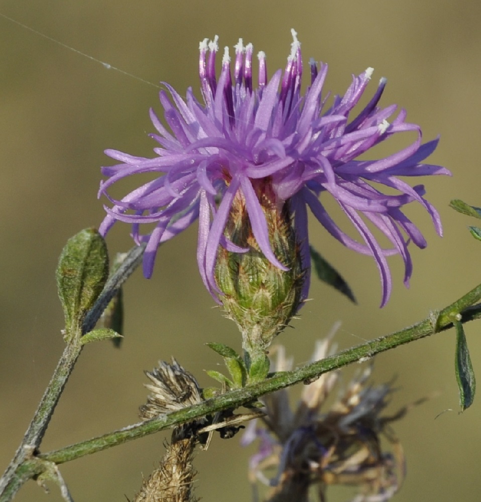 Image of genus Centaurea specimen.