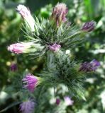 Carduus arabicus. Соцветия. Крым, г. Джанкой, сорное. 16.05.2014.