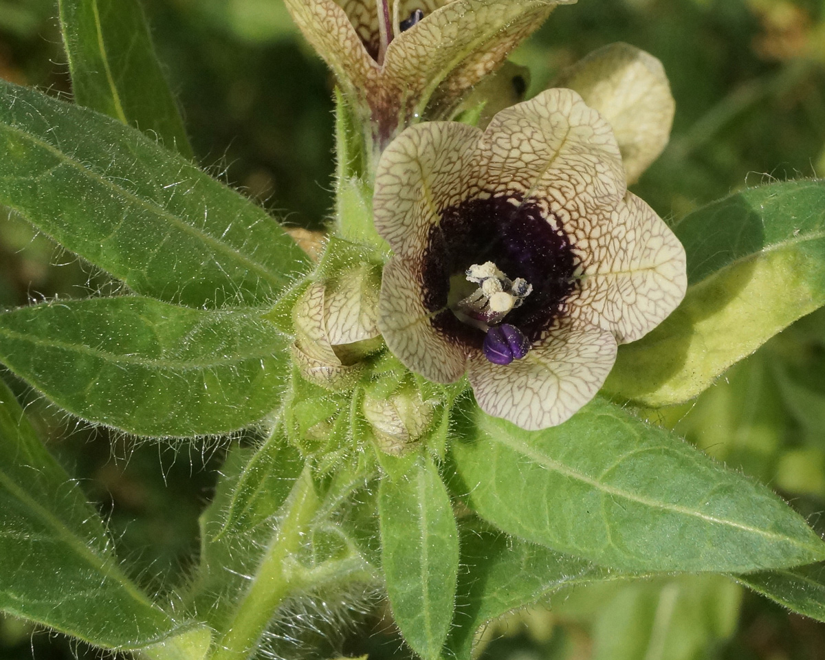 Изображение особи Hyoscyamus niger.