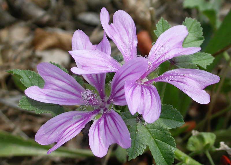 Image of Malva sylvestris specimen.