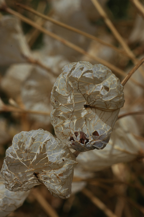 Image of Leontice ewersmanni specimen.