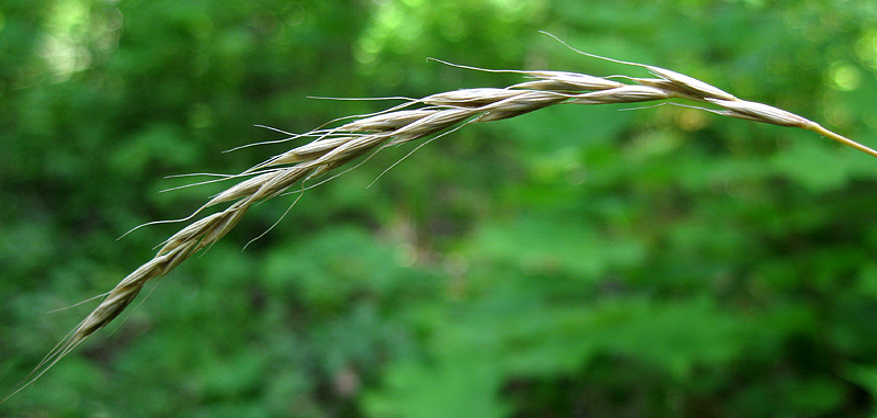 Изображение особи Elymus caninus.