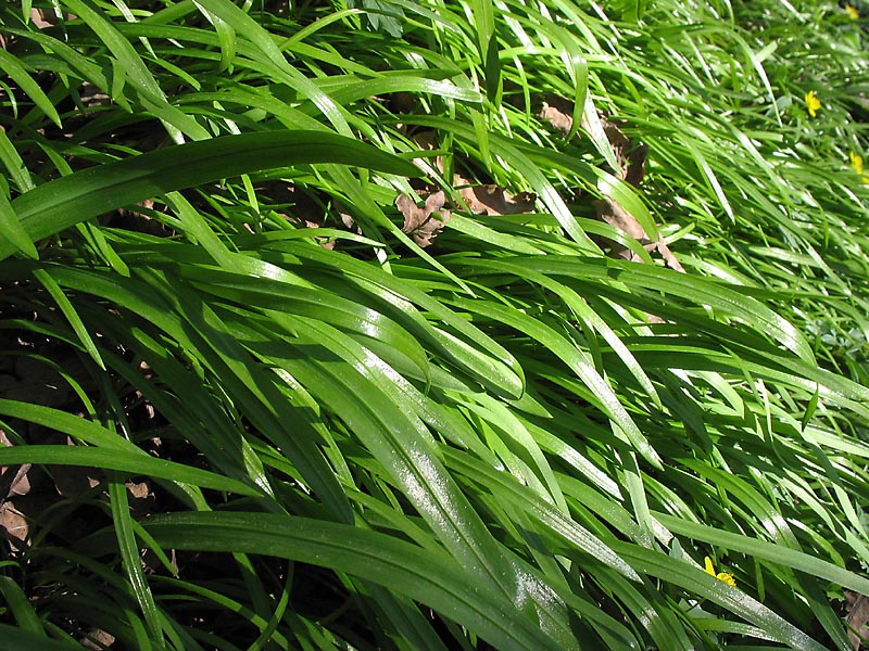 Image of Allium paradoxum specimen.