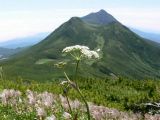 Tilingia ajanensis. Верхушка цветущего растения. Камчатский край, Елизовский р-н, гора Вачкажец, кустарниковая тундра. 09.07.2008.