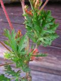 Erodium cicutarium