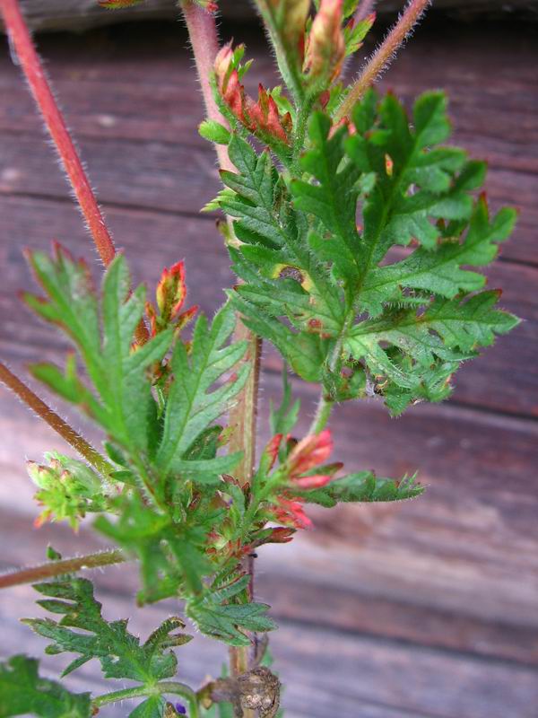 Изображение особи Erodium cicutarium.