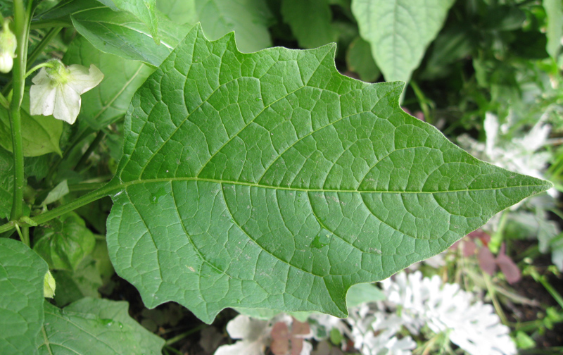 Image of Alkekengi officinarum specimen.