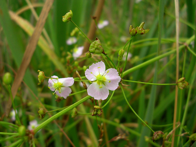 Image of Alisma plantago-aquatica specimen.