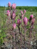 Castilleja rubra. Цветущее растение. Иркутская обл., Бодайбинский р-н, долина р. Имнях. 13.07.2010.
