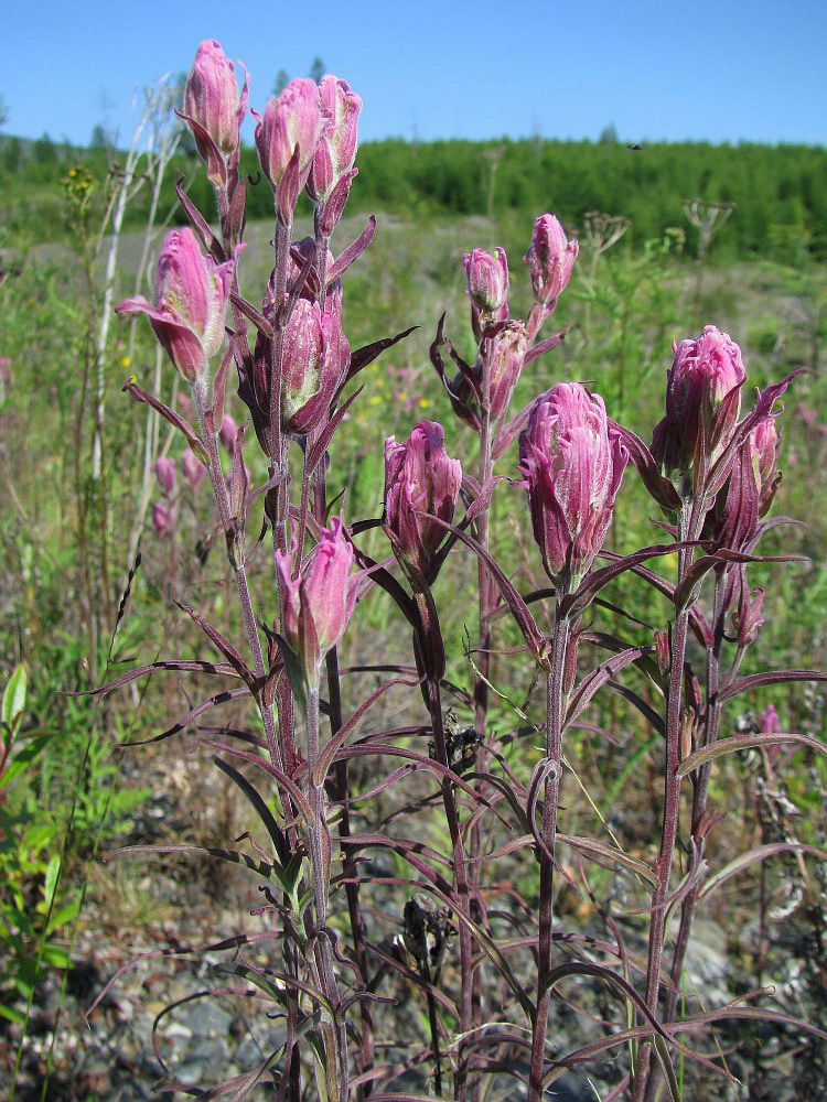 Image of Castilleja rubra specimen.