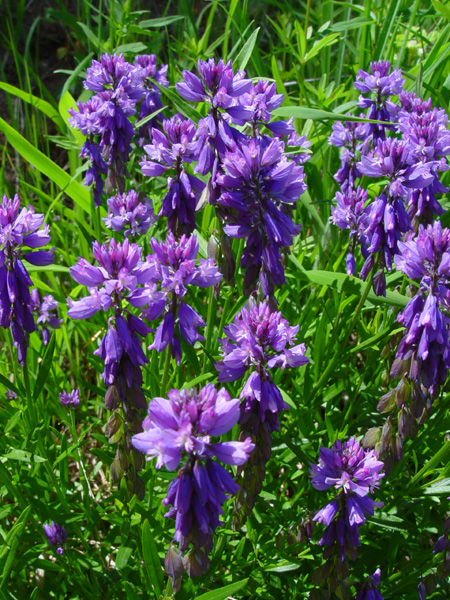 Изображение особи Polygala comosa.