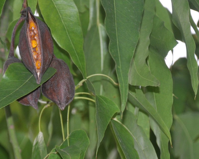 Изображение особи Brachychiton populneus.