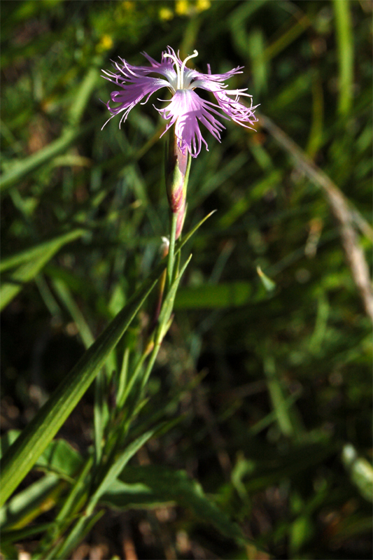 Изображение особи Dianthus sajanensis.