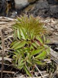 Sambucus sibirica