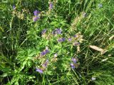 Geranium pratense. Цветущее растение. Тамбовская обл., Петровский р-н, дер. Новая Васильевка, разнотравный луг. 17.07.2015.