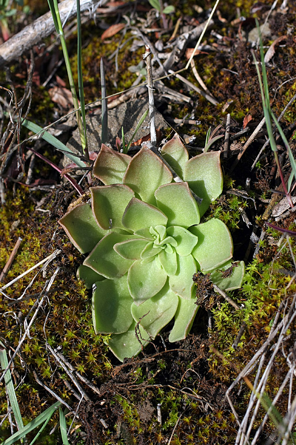 Image of Rosularia glabra specimen.