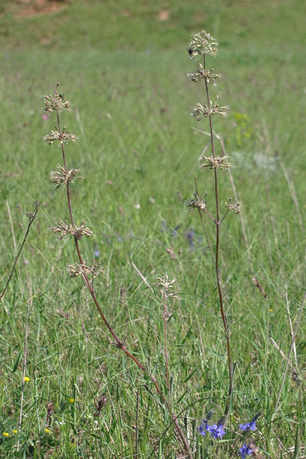 Image of Silene hellmannii specimen.