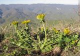 род Taraxacum. Цветущее растение. Краснодарский край, м/о г. Геленджик, окр. пос. Возрождение, гора Михайловка, злаково-разнотравный луг на вершине горы. 25.04.2015.