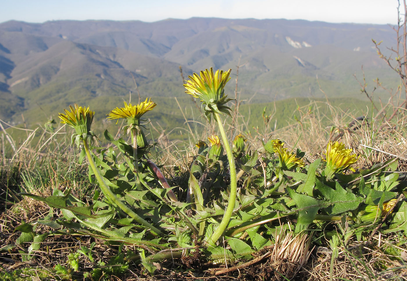 Изображение особи род Taraxacum.