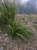 Calamagrostis caucasica
