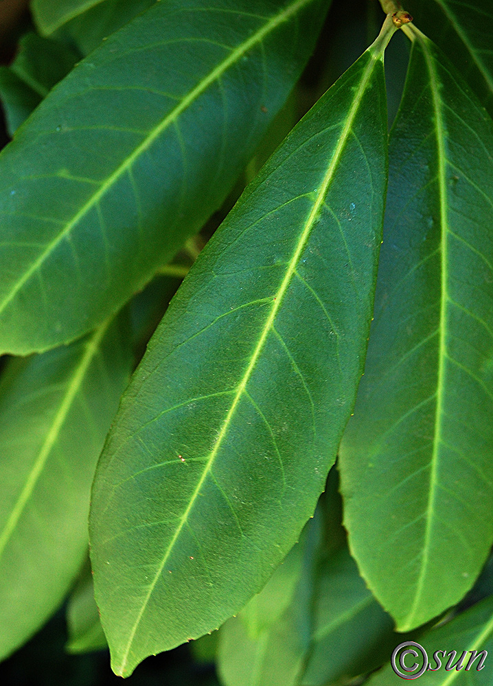 Image of Lauro-cerasus officinalis specimen.