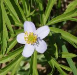 Anemone caerulea. Цветок (вид сверху). Восточный Казахстан, Глубоковский р-н, окр. с. Бобровка, склон сопки. 04.05.2015.