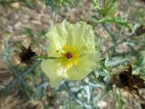 Argemone ochroleuca. Цветок. Австралия, г. Брисбен, лесопарк Whites Hill Reserve. 20.09.2015.