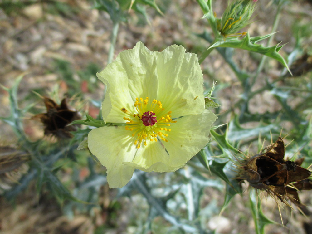 Изображение особи Argemone ochroleuca.