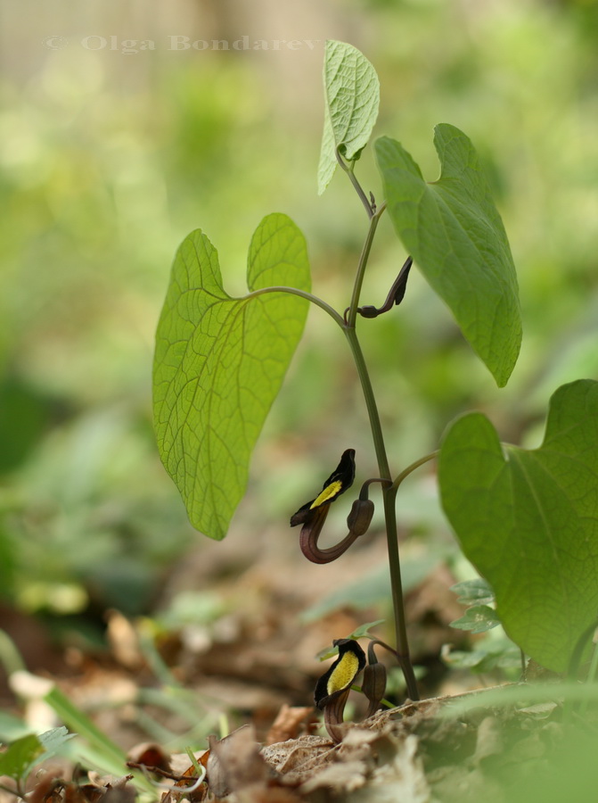 Image of Aristolochia steupii specimen.