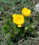 Adonis vernalis