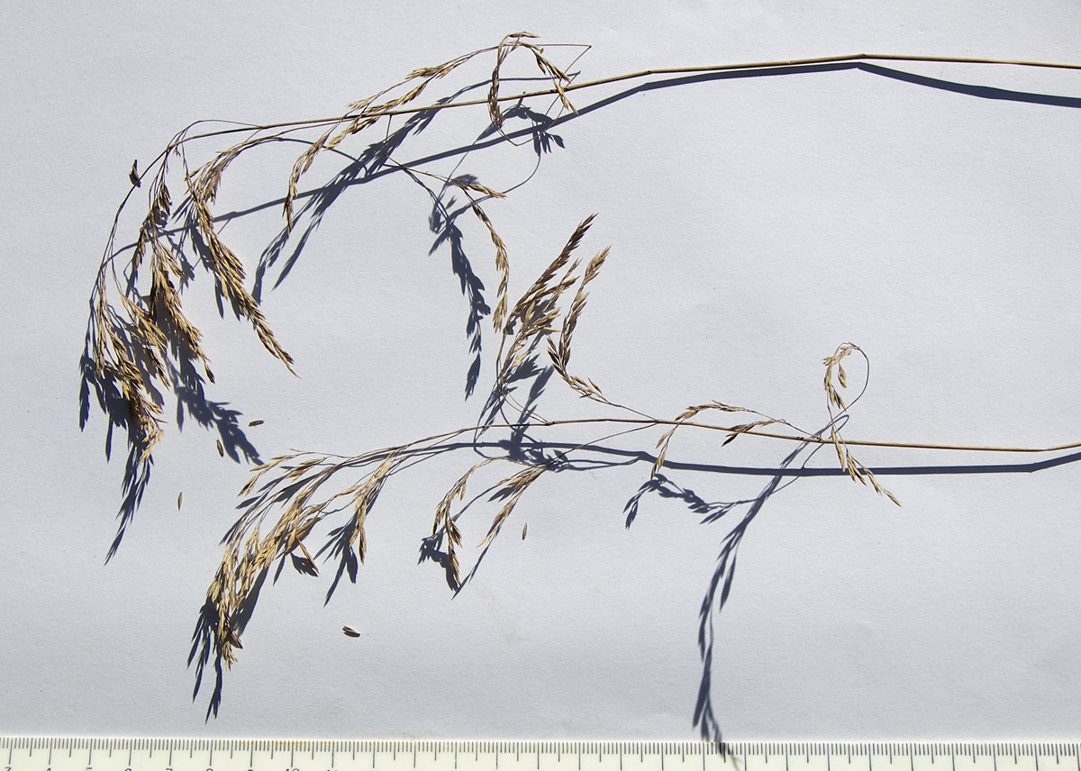 Image of Festuca altissima specimen.