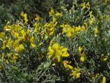 Genista microphylla. Ветви с соцветиями. Испания, Канарские о-ва, Гран Канария, муниципалитет Agüimes, ущелье Barranco de Guayadeque, сообщество термофильных кустарников. 26 февраля 2010 г.