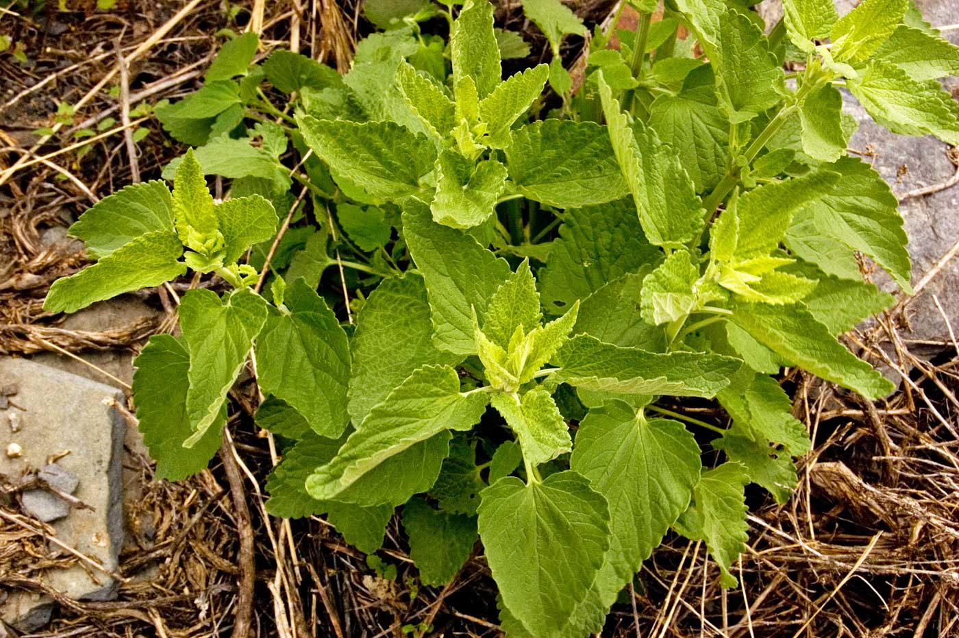 Изображение особи семейство Lamiaceae.